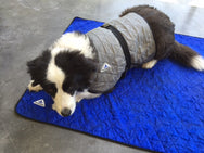 HyperKewl™ Evaporative Cooling Dog Coat -